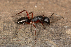 Camponotus hartogi