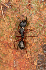 Camponotus hartogi