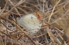 Colotis danae eupompe