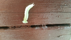 Apaturinae