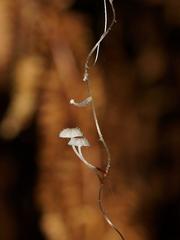 Mycena albidocapillaris