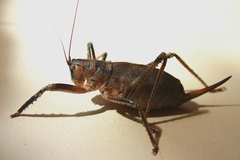 Nesoecia insignis