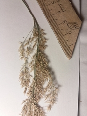 Calamagrostis purpurea