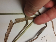 Calamagrostis purpurea