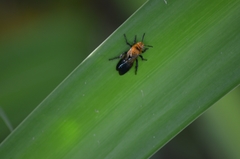 Campsomeriella thoracica