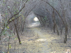 Geoffroea decorticans