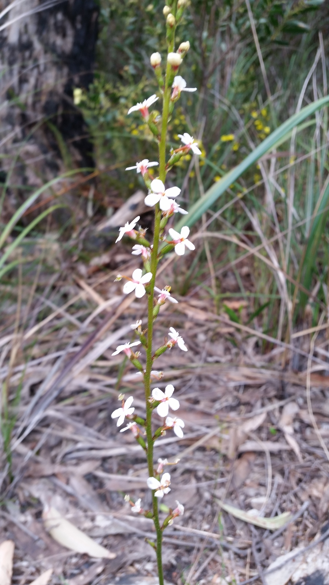 Grass Triggerplant (Stylidium graminifolium)  iNaturalist