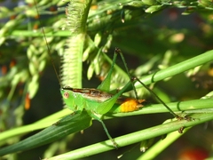 Conocephalus ictus