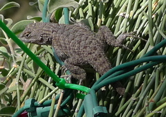 Sceloporus uniformis