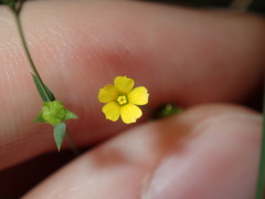 Linum trigynum