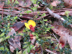 Bossiaea buxifolia