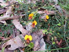 Bossiaea buxifolia