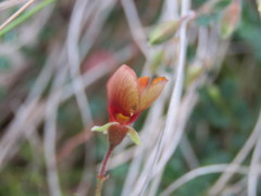 Bossiaea buxifolia
