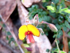 Bossiaea buxifolia