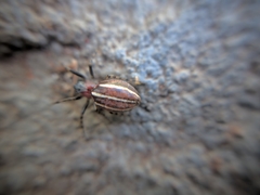Alpaida leucogramma