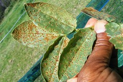 Uromyces viciae-fabae