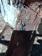 Nyssus jaredwardeni