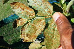 Uromyces viciae-fabae