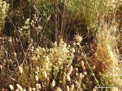 Trifolium angustifolium