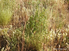 Lavandula pedunculata