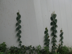 Scindapsus hederaceus