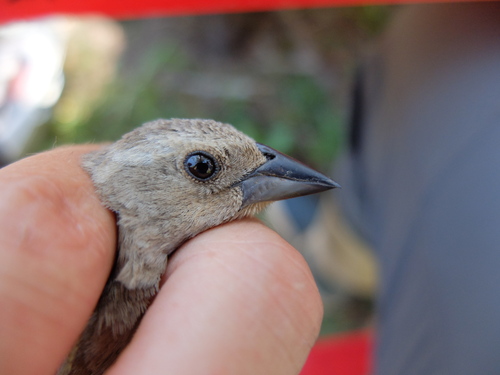iNaturalist observation photo of Brown-headed Cowbird