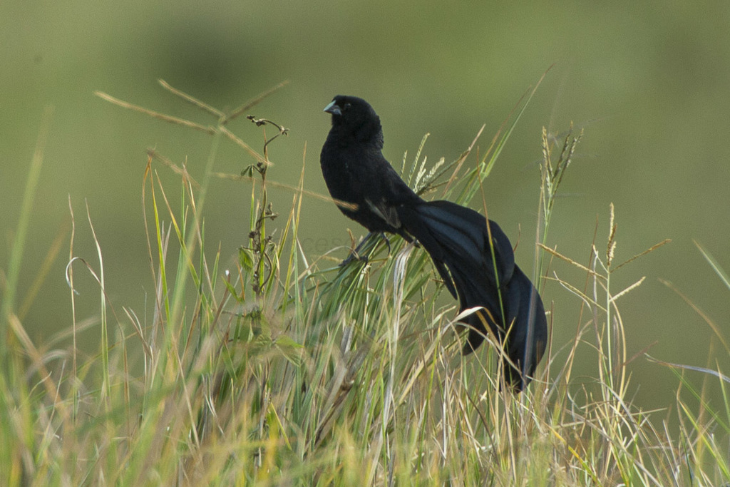 Jackson's Widowbird photo