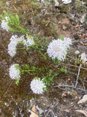 Pimelea ciliata ciliata