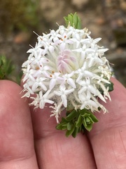 Pimelea ciliata ciliata