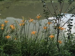 Hemerocallis citrina