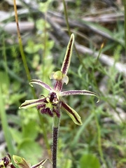 Caladenia barbarossa