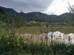 Hemerocallis citrina