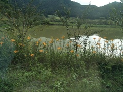 Hemerocallis citrina