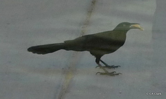 Quiscalus mexicanus