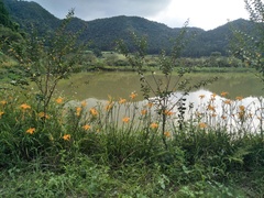 Hemerocallis citrina
