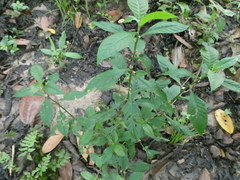 Struchium sparganophorum