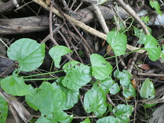 Cissus repens
