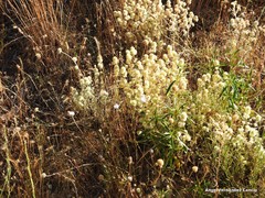 Petrorhagia prolifera