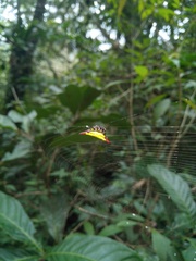 Gasteracantha sauteri