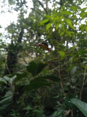 Gasteracantha sauteri
