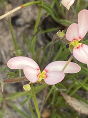 Stylidium uniflorum