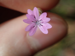 Petrorhagia nanteuilii