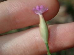 Petrorhagia nanteuilii