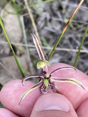 Caladenia barbarossa