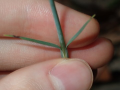 Petrorhagia nanteuilii