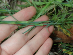 Petrorhagia nanteuilii
