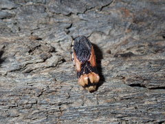 Tegea atropicta