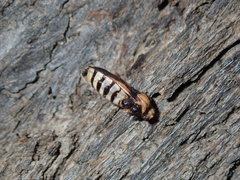 Tegea atropicta