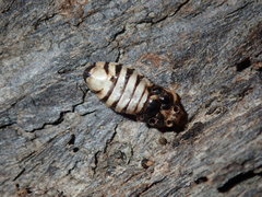 Tegea atropicta