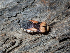 Tegea atropicta